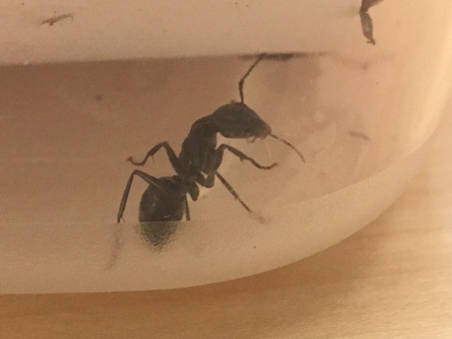 Ant image 3
