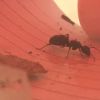 Ant image 6