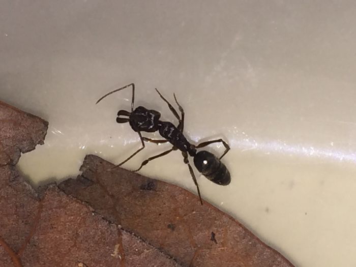Ant 2 Ant 2