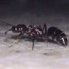 Ant 5