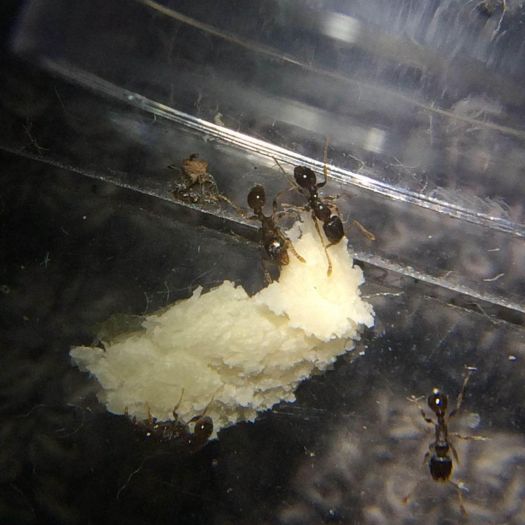 Tetramorium workers eating a smashed pumpkin seed