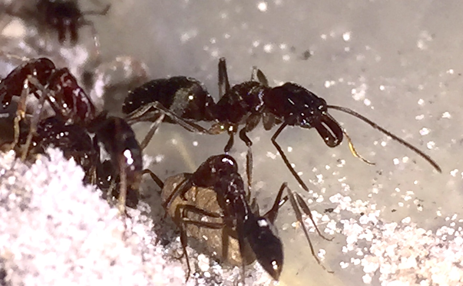 Ants Ants