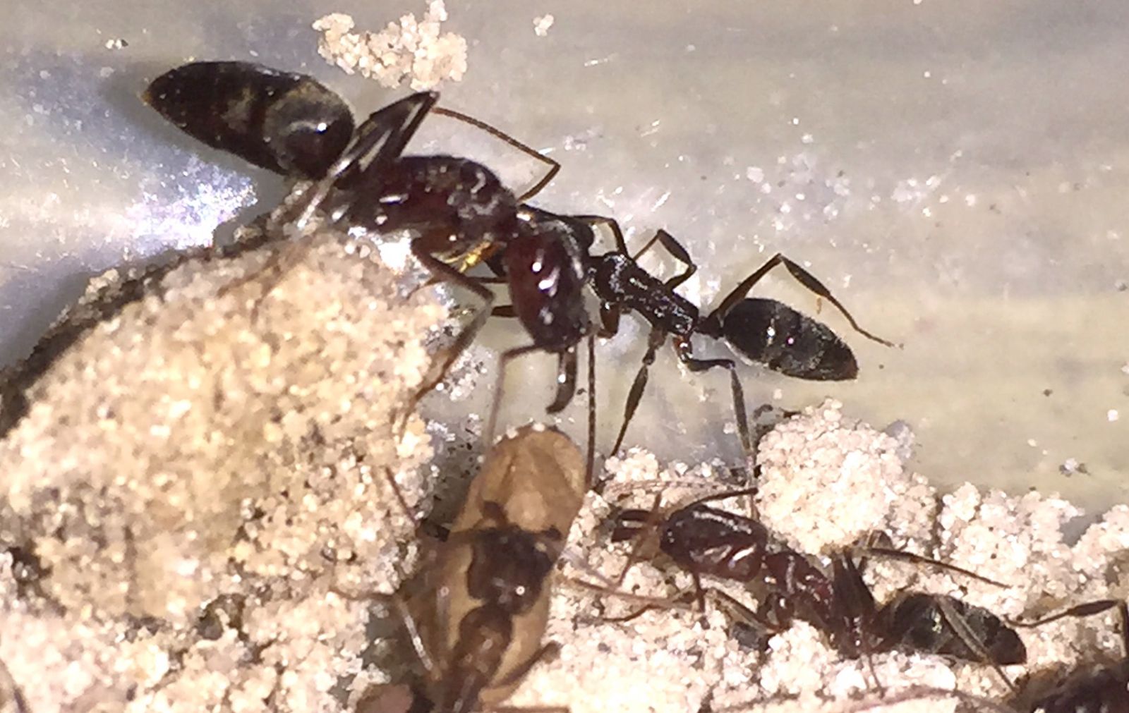 ants 2 ants 2