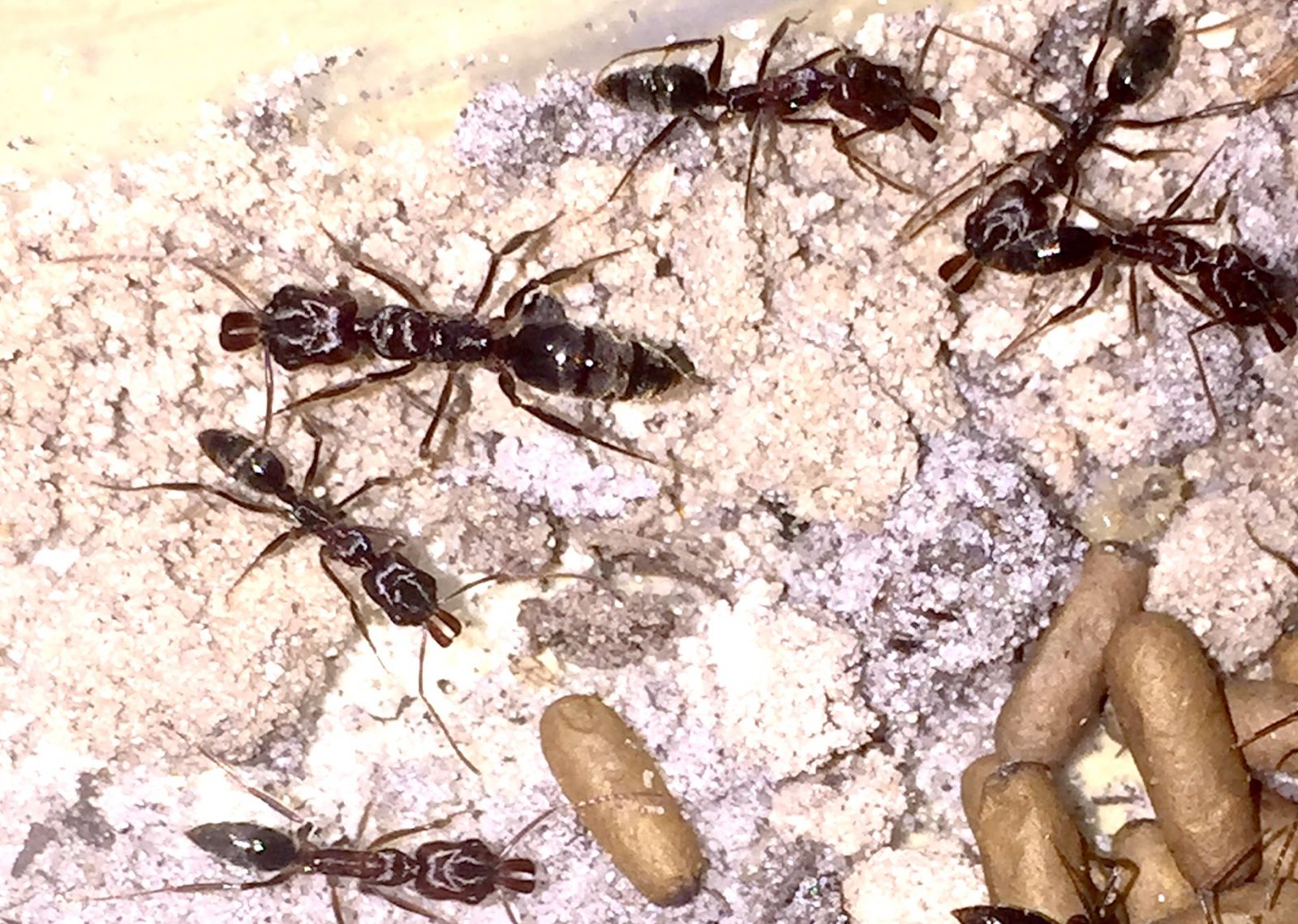 ants 5 ants 5