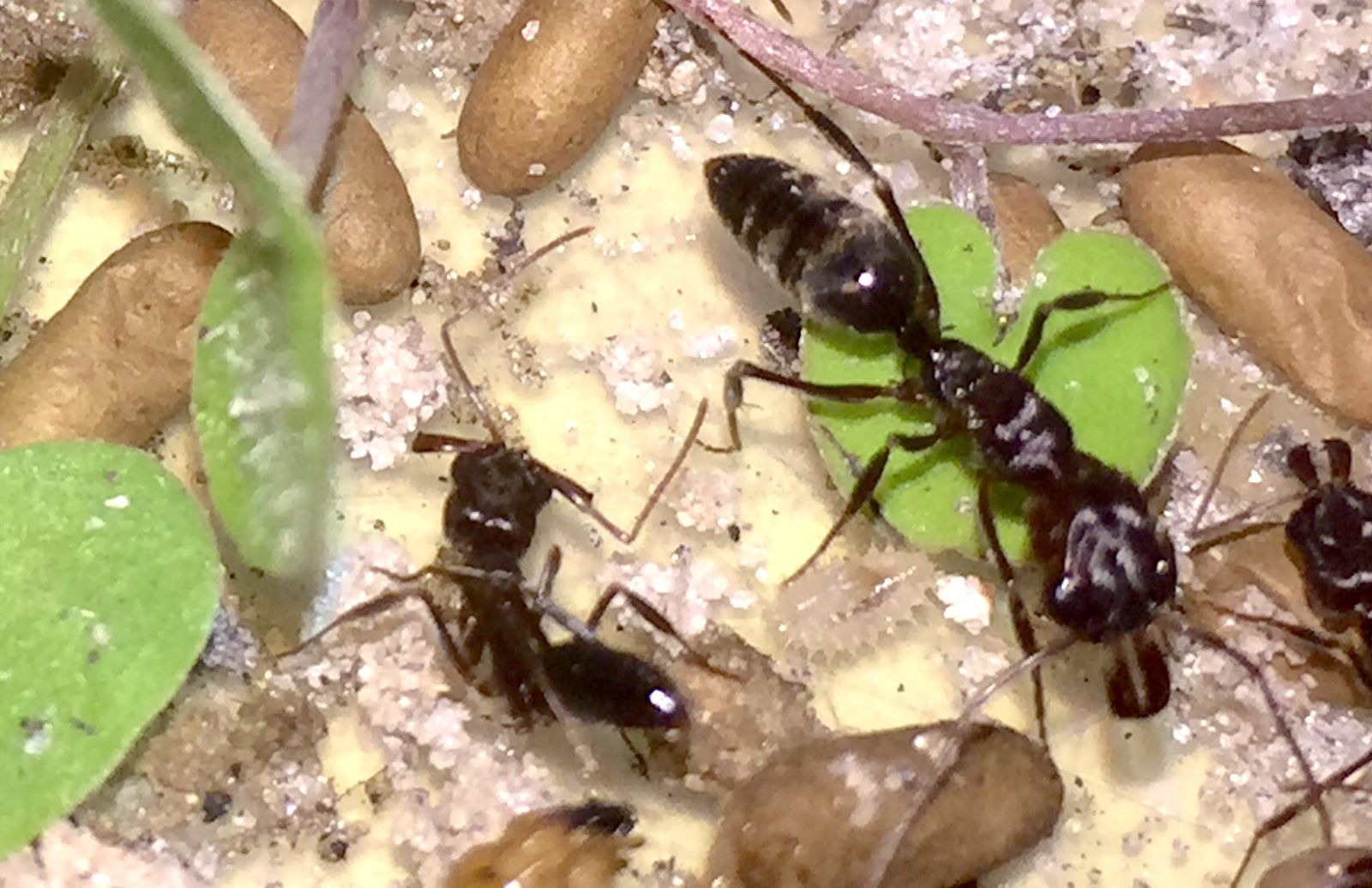 ants 4 ants 4