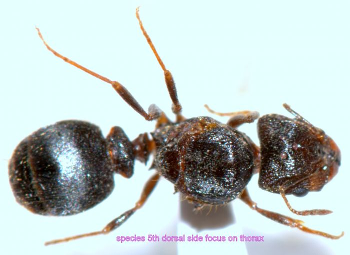 species 5th dorsal side focus On thorax