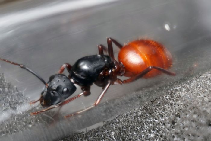 Camponotus CA02   Female   04