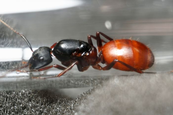 Camponotus CA02 Female 05 Camponotus CA02 Female 05