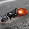 Camponotus CA02   Female   04