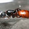 Camponotus CA02   Female   05