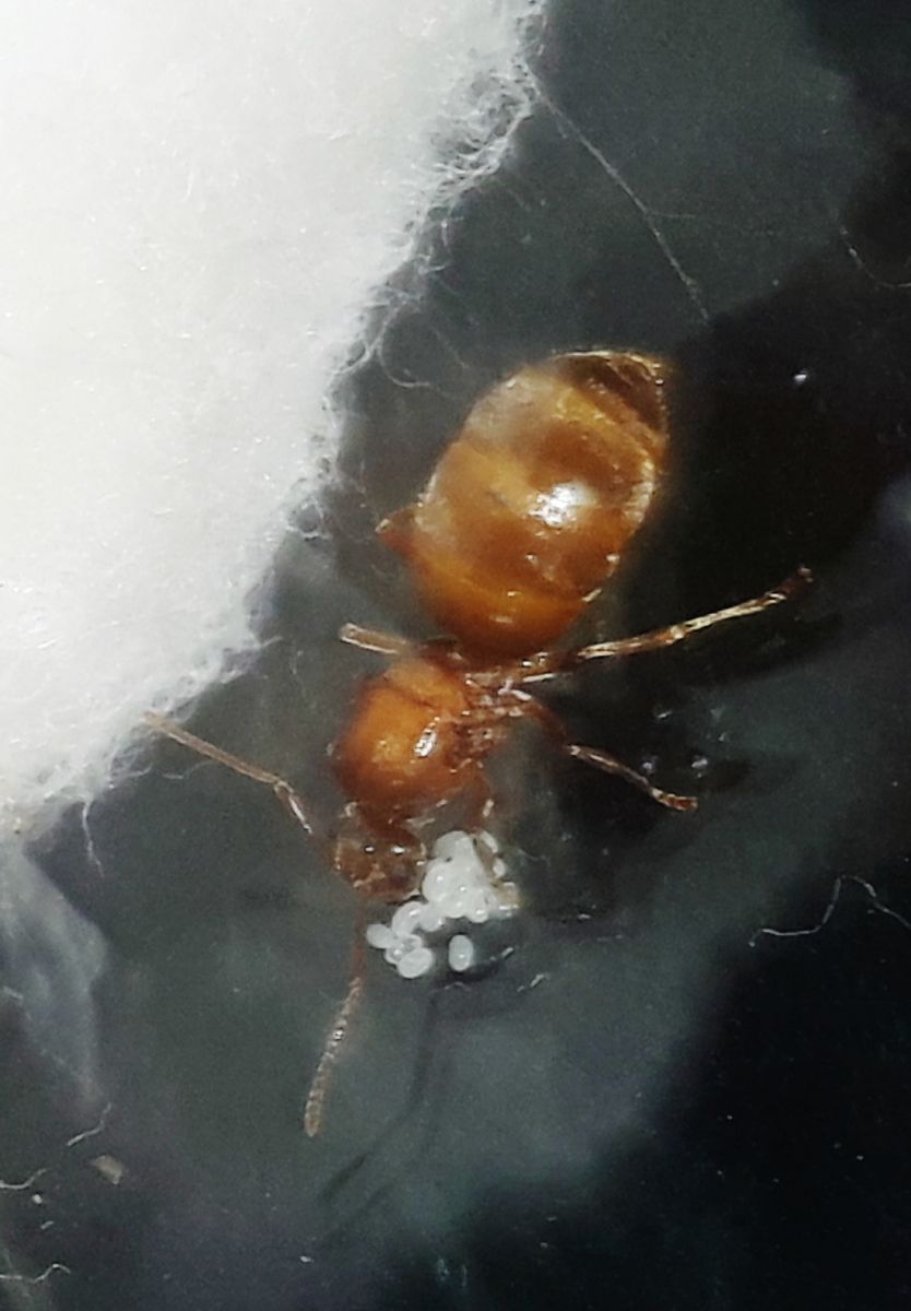 Prenolepis imparis queen