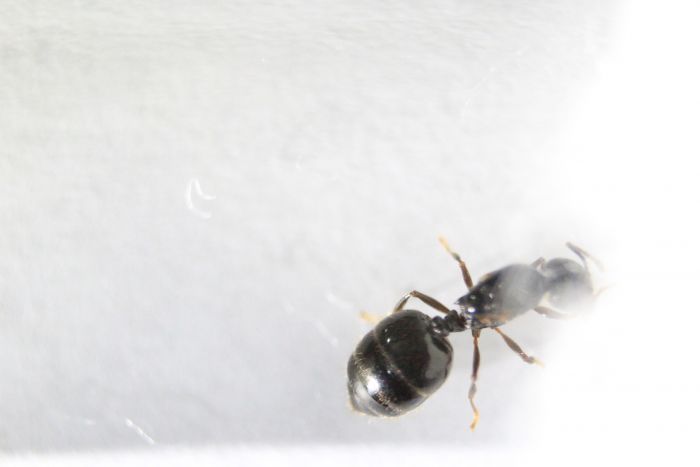 Crematogaster carasi August 20 2016 (5) Crematogaster carasi August 20 2016 (5)