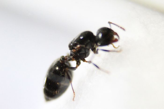 Crematogaster cerasi (3) Crematogaster cerasi (3)