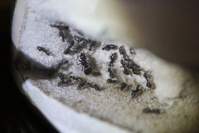 Formica sp. talus Oct 2 2016.JPG Formica sp. talus Oct 2 2016.JPG