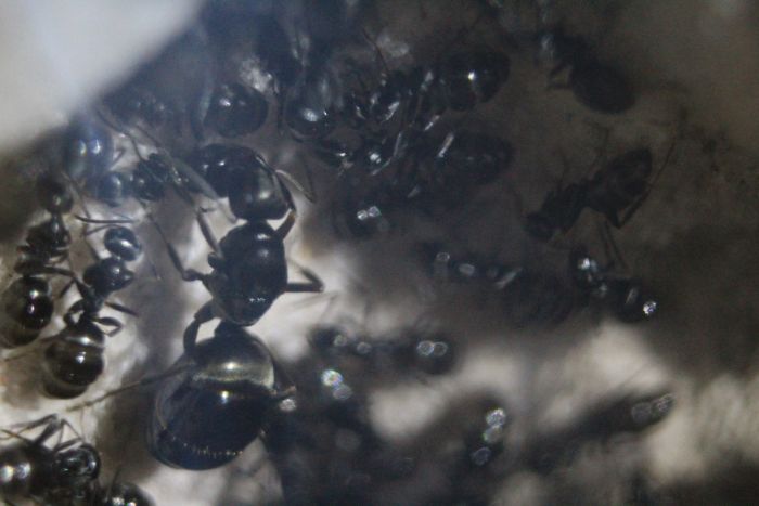 Formica Sp. 1 Formica Sp. 1