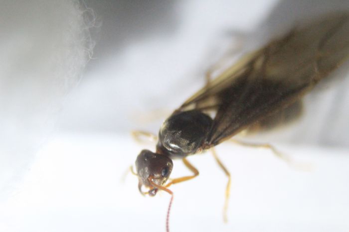 Lasius neoniger August 20 2016 (2).JPG Lasius neoniger August 20 2016 (2).JPG