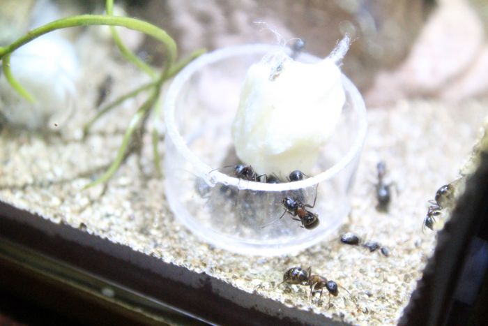 Camponotus nove (1) Camponotus nove (1)