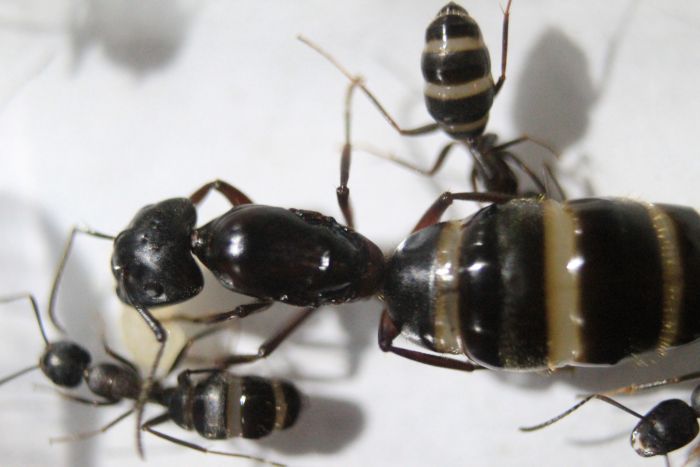 Camponotus Herc