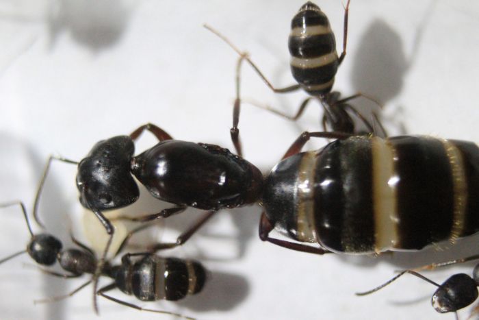 Camponotus Herc Camponotus Herc
