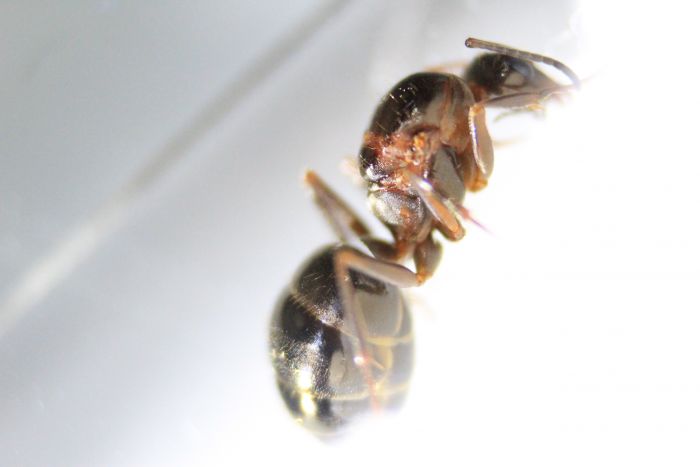 Formica Sp. 1 (2) Formica Sp. 1 (2)