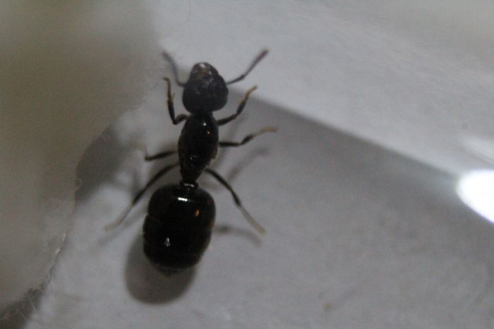 Crematorgaster Sp. 2 (1) Crematorgaster Sp. 2 (1)