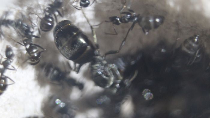 Formica Sp 3 Formica Sp 3