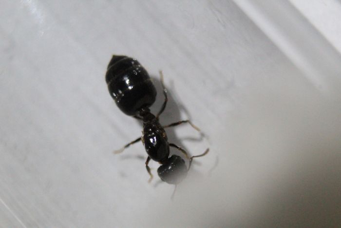 Crematorgaster Crematorgaster