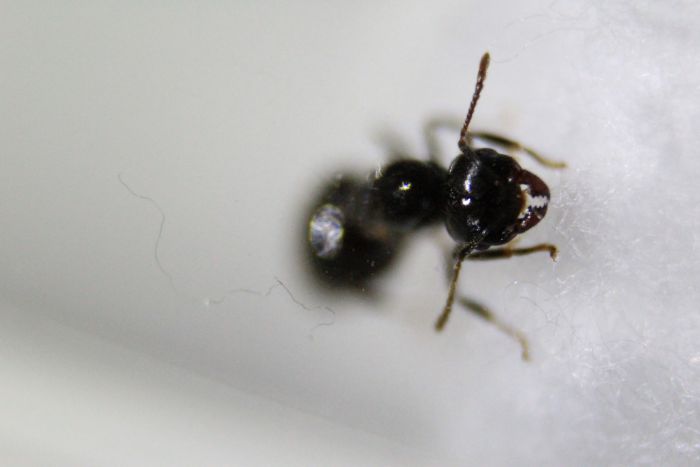 Crematogaster cerasi (2) Crematogaster cerasi (2)