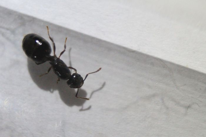 Crematorgaster Sp small (1) Crematorgaster Sp small (1)