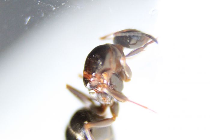 Formica Sp. 1 (3) Formica Sp. 1 (3)