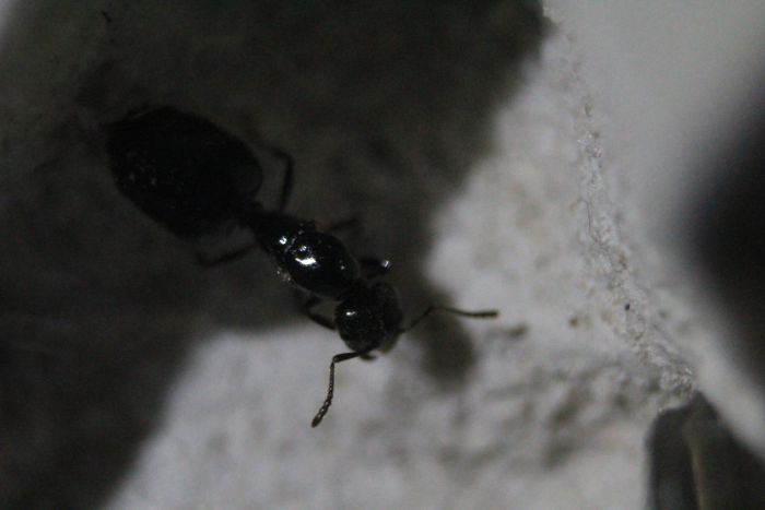 Crematorgaster Sp. New (2) Crematorgaster Sp. New (2)