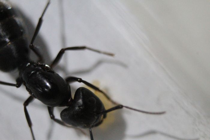 Camponotus P