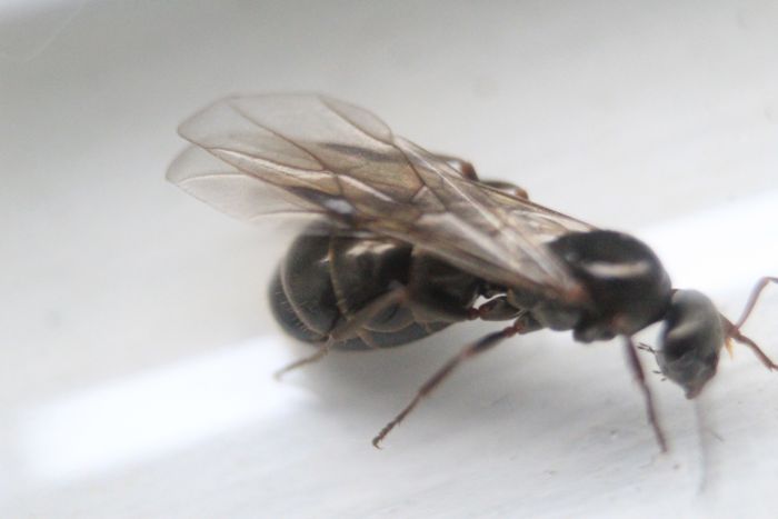Formica Sp (3) Formica Sp (3)