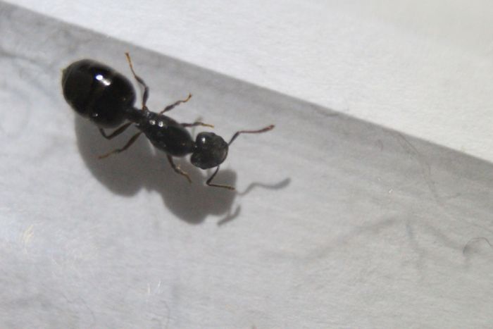 Crematorgaster Sp small (2) Crematorgaster Sp small (2)