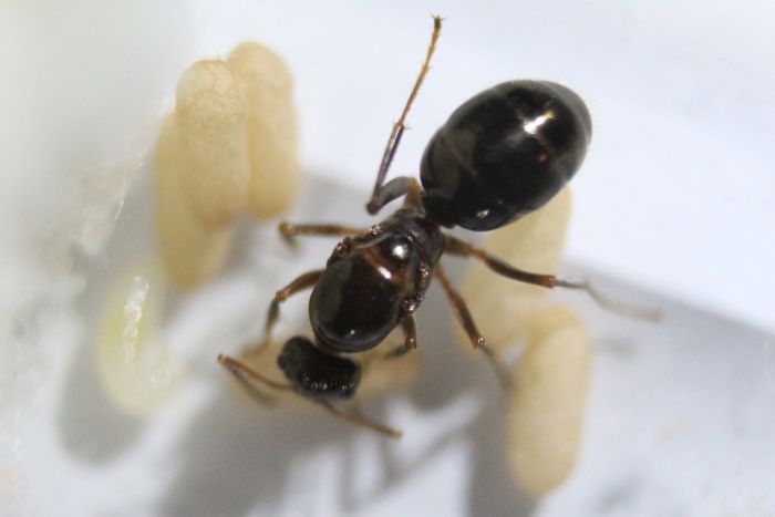 Formica pallidefulva Aug 15 2016 Formica pallidefulva Aug 15 2016