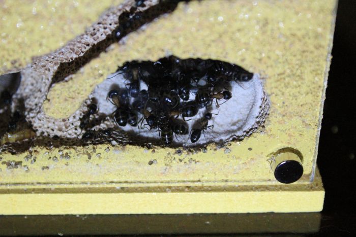 Camponotus nove (2) Camponotus nove (2)