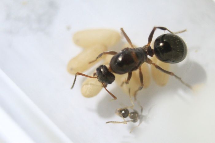 Formica pallidefulva Aug 30 2016 Formica pallidefulva Aug 30 2016