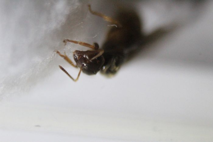 Lasius neoniger August 20 2016 (3).JPG Lasius neoniger August 20 2016 (3).JPG