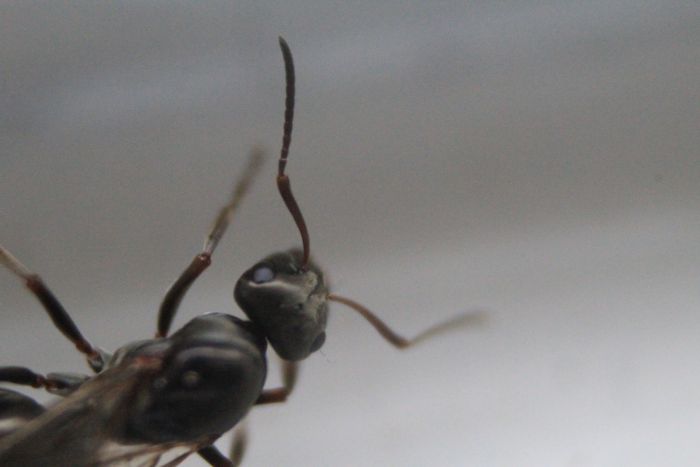 Formica Sp (1) Formica Sp (1)