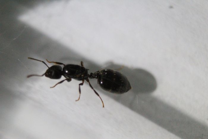 Crematogaster carasi August 20 2016 (4) Crematogaster carasi August 20 2016 (4)