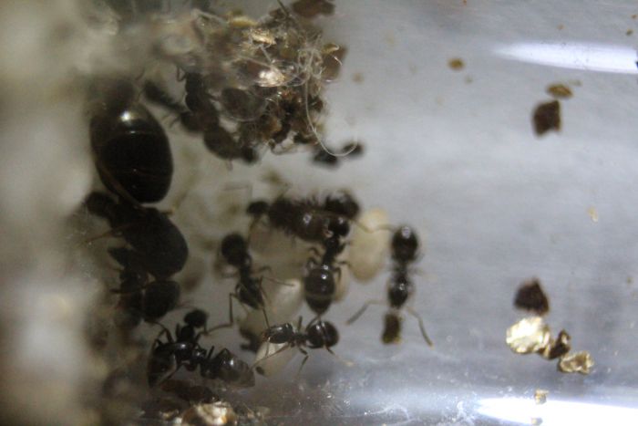 Lasius sp. Oct 2 2016.JPG