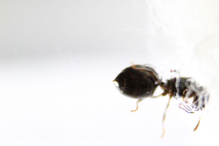 Crematogaster carasi August 20 2016 (3) Crematogaster carasi August 20 2016 (3)