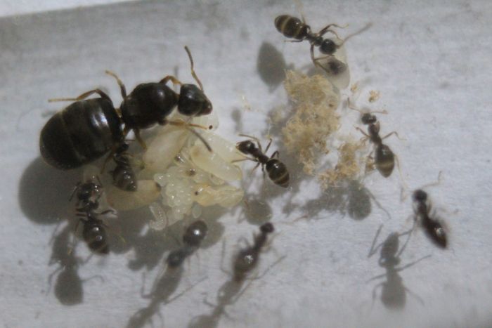 Lasius sp. Aug 16 2016.JPG Lasius sp. Aug 16 2016.JPG