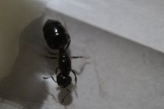 Crematorgaster Sp. 2 (2) Crematorgaster Sp. 2 (2)