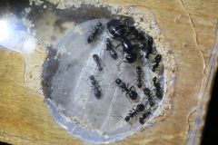 Campo pennsylvanicus Oct 2 2016 Campo pennsylvanicus Oct 2 2016