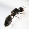 Crematogaster cerasi (3)