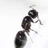 Crematogaster cerasi (1)