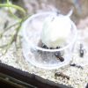 Camponotus nove (1)