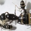 Camponotus Herc