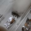 Lasius sp. Sept 7 2016.JPG